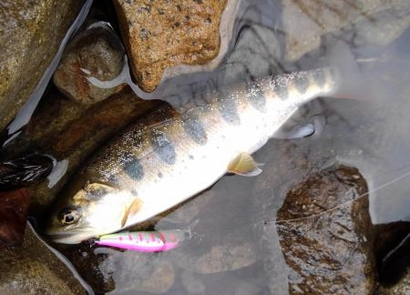 渓流ミノーイング